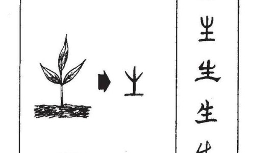 苦地丁草图片大全大图高清-苦地丁草图片网 | 苦地丁草的真实图片,苦丁草图片