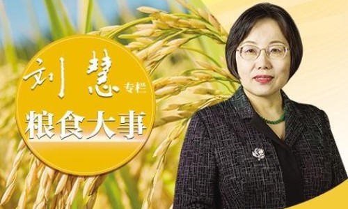 苦地丁的图片-苦地丁草图片网 | 苦地丁草的真实图片,苦丁草图片